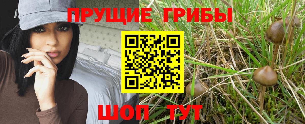 Псилоцибиновые грибы Psilocybine cubensis Лыткарино